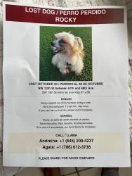 Lost Male Dog last seen Near and 68 th sw 13 th west Miami, South Miami, FL 33143