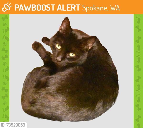 Found/Stray Male Cat last seen North Market Street and Freya, Spokane, WA 99207