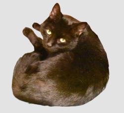 Found/Stray Male Cat last seen North Market Street and Freya, Spokane, WA 99207