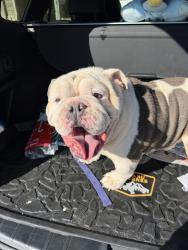 Reunited Male Dog last seen Crockett Martin rd, Conroe, TX 77306