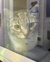 Shelter Stray Female Cat last seen , Coppell, TX, 821 S Coppell Rd, Coppell, TX 75019, USA