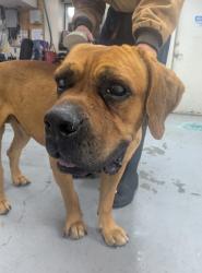 Shelter Stray Male Dog last seen Manzano Express, Valencia,, 1209 NM-314, Los Lunas, NM 87031, USA