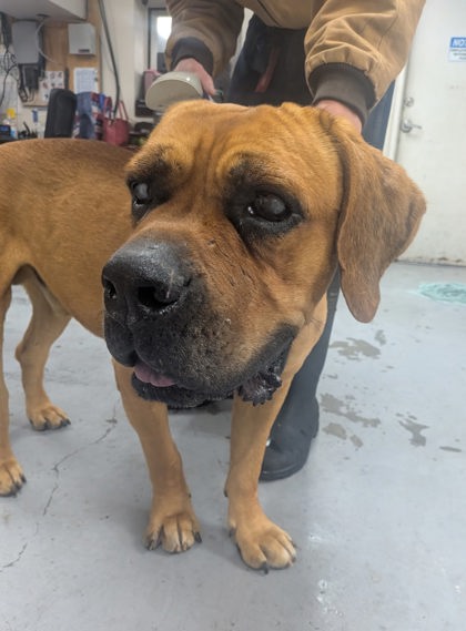 Shelter Stray Male Dog last seen Manzano Express, Valencia,, 1209 NM-314, Los Lunas, NM 87031, USA