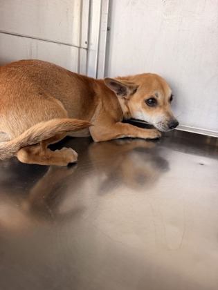 Shelter Stray Female Dog last seen Near AVE B, Central District,, 355 Hillshire Dr, Haslet, TX 76052, USA