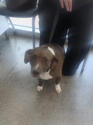 Shelter Stray Male Dog last seen , , TX, 355 Hillshire Dr, Haslet, TX 76052, USA