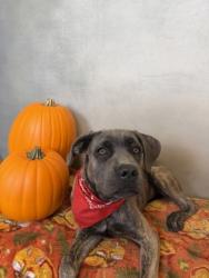 Shelter Stray Female Dog last seen Red Bird Ln./Duncanville Rd., Duncanville, TX, 1150 E Pleasant Run Rd, Cedar Hill, TX 75104, USA