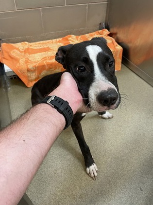 Shelter Stray Female Dog last seen 800-blk. Granada Dr., Duncanville, TX, 1150 E Pleasant Run Rd, Cedar Hill, TX 75104, USA