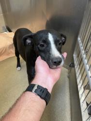 Shelter Stray Female Dog last seen 800-blk. Granada Dr., Duncanville, TX, 1150 E Pleasant Run Rd, Cedar Hill, TX 75104, USA