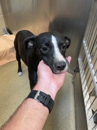 Shelter Stray Female Dog last seen 800-blk. Granada Dr., Duncanville, TX, 1150 E Pleasant Run Rd, Cedar Hill, TX 75104, USA
