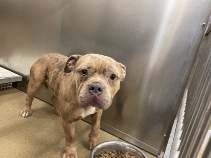 Shelter Stray Female Dog last seen Near Highridge, Desoto, TX, 1150 E Pleasant Run Rd, Cedar Hill, TX 75104, USA