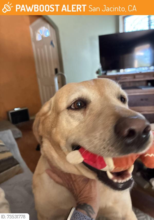 Found/Stray Female Dog last seen Near soboba and Berkeley st., San Jacinto, CA 92583