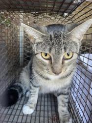 Shelter Stray Unknown Cat last seen 900-blk. Barrymore Ln., Duncanville, TX, 1150 E Pleasant Run Rd, Cedar Hill, TX 75104, USA