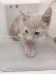 Shelter Stray Unknown Cat last seen Near hillside dr, Cedar Hill, TX, 1150 E Pleasant Run Rd, Cedar Hill, TX 75104, USA