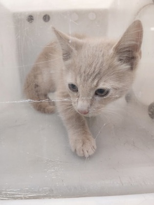 Shelter Stray Unknown Cat last seen Near hillside dr, Cedar Hill, TX, 1150 E Pleasant Run Rd, Cedar Hill, TX 75104, USA