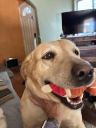 Found/Stray Female Dog last seen Near soboba and Berkeley st., San Jacinto, CA 92583