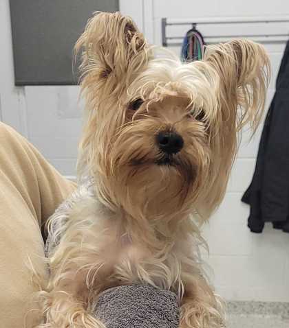 Shelter Stray Male Dog last seen Near Campbell, 64131, MO, 7077 Elmwood Ave, Kansas City, MO 64132, USA