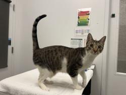 Shelter Stray Female Cat last seen Near Campbell, 64131, MO, 7077 Elmwood Ave, Kansas City, MO 64132, USA