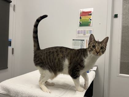 Shelter Stray Female Cat last seen Near Campbell, 64131, MO, 7077 Elmwood Ave, Kansas City, MO 64132, USA