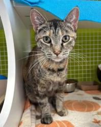 Shelter Stray Female Cat last seen Near Wilson Ave, KCMO, 64123, 64123, MO, 7077 Elmwood Ave, Kansas City, MO 64132, USA