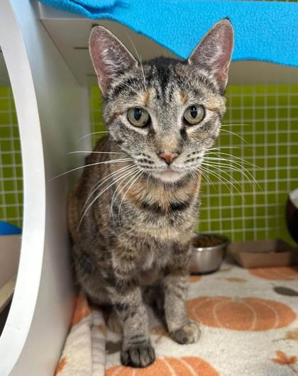 Shelter Stray Female Cat last seen Near Wilson Ave, KCMO, 64123, 64123, MO, 7077 Elmwood Ave, Kansas City, MO 64132, USA