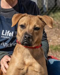 Shelter Stray Female Dog last seen Near Henrrico Road, 30288, GA, 3280 Chamblee Dunwoody Rd, Chamblee, GA 30341, USA