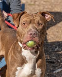 Shelter Stray Male Dog last seen Near Covington Highway, 30032, GA, 3280 Chamblee Dunwoody Rd, Chamblee, GA 30341, USA
