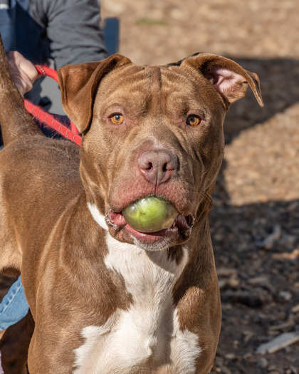 Shelter Stray Male Dog last seen Near Covington Highway, 30032, GA, 3280 Chamblee Dunwoody Rd, Chamblee, GA 30341, USA
