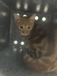 Shelter Stray Unknown Cat last seen Near block of Daleview, KENNEDALE, TX, 3961 Bluebell Dr, Everman, TX 76140, USA