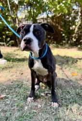 Shelter Stray Male Dog last seen Near Memorial Dr, 30032, GA, 3280 Chamblee Dunwoody Rd, Chamblee, GA 30341, USA