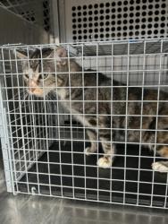 Shelter Stray Unknown Cat last seen Near block of Daleview, KENNEDALE, TX, 3961 Bluebell Dr, Everman, TX 76140, USA