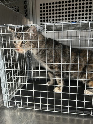 Shelter Stray Unknown Cat last seen Near block of Daleview, KENNEDALE, TX, 3961 Bluebell Dr, Everman, TX 76140, USA