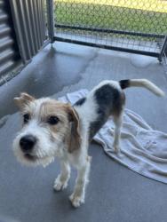 Shelter Stray Female Dog last seen Near Aster Street, 70802, LA, 2550 Gourrier Ave, Baton Rouge, LA 70820, USA