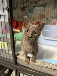 Shelter Stray Male Cat last seen Croatan Woods, Craven County: undefined, NC, 1639 Old Airport Rd, New Bern, NC 28562, USA
