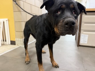 Shelter Stray Female Dog last seen Eastfield College / Moon Dr, 75150, TX, 1650 Gross Rd, Mesquite, TX 75149, USA