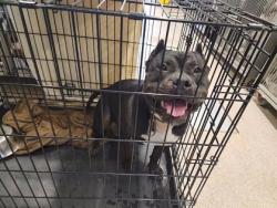 Shelter Stray Male Dog last seen Near Magnolia Dr, City of Round Rock, TX, 1855 SE Inner Loop, Georgetown, TX 78626, USA