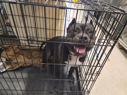Shelter Stray Male Dog last seen Near Magnolia Dr, City of Round Rock, TX, 1855 SE Inner Loop, Georgetown, TX 78626, USA
