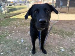 Shelter Stray Male Dog last seen Near Block Tower dr, City of Georgetown, TX, 1855 SE Inner Loop, Georgetown, TX 78626, USA