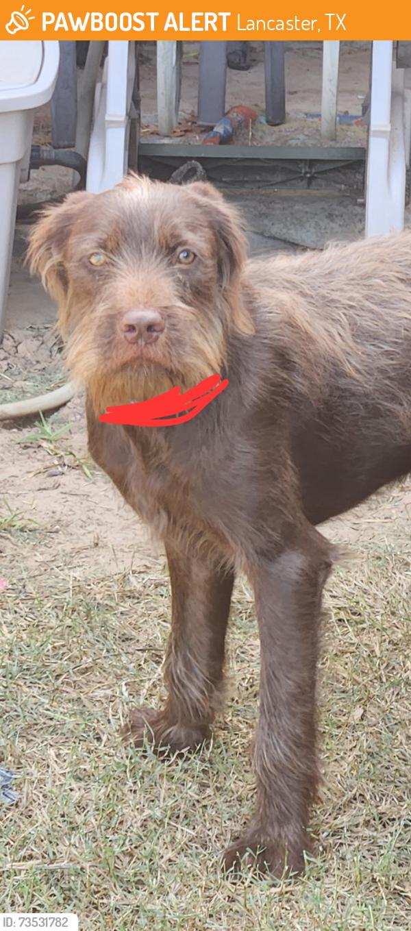 Found/Stray Unknown Dog last seen Windsor dr. At Nottingham, Lancaster, TX 75134