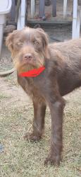 Found/Stray Unknown Dog last seen Windsor dr. At Nottingham, Lancaster, TX 75134