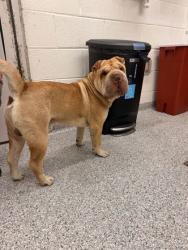 Shelter Stray Male Dog last seen Near Martin Luther King Jr. Ave., City of Knoxville ASO, TN, 3201 Division St, Knoxville, TN 37919, USA