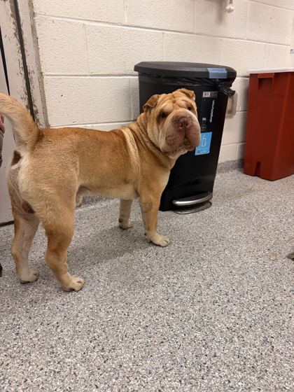 Shelter Stray Male Dog last seen Near Martin Luther King Jr. Ave., City of Knoxville ASO, TN, 3201 Division St, Knoxville, TN 37919, USA