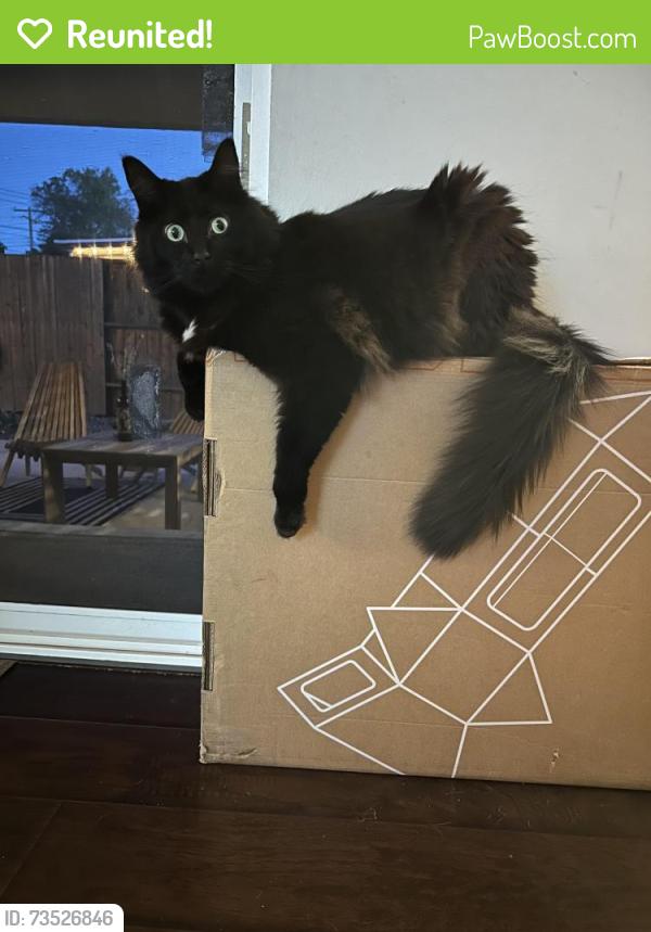 Reunited Male Cat last seen Terra Vista Way & Edison Ave, Sacramento, CA 95821