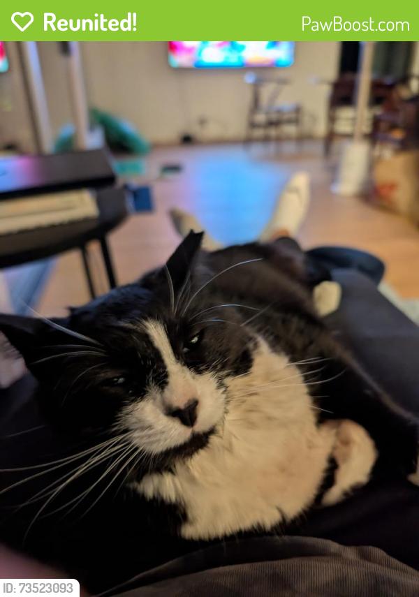 Reunited Female Cat last seen Scholls Ferry and Patton, Portland, OR 97221