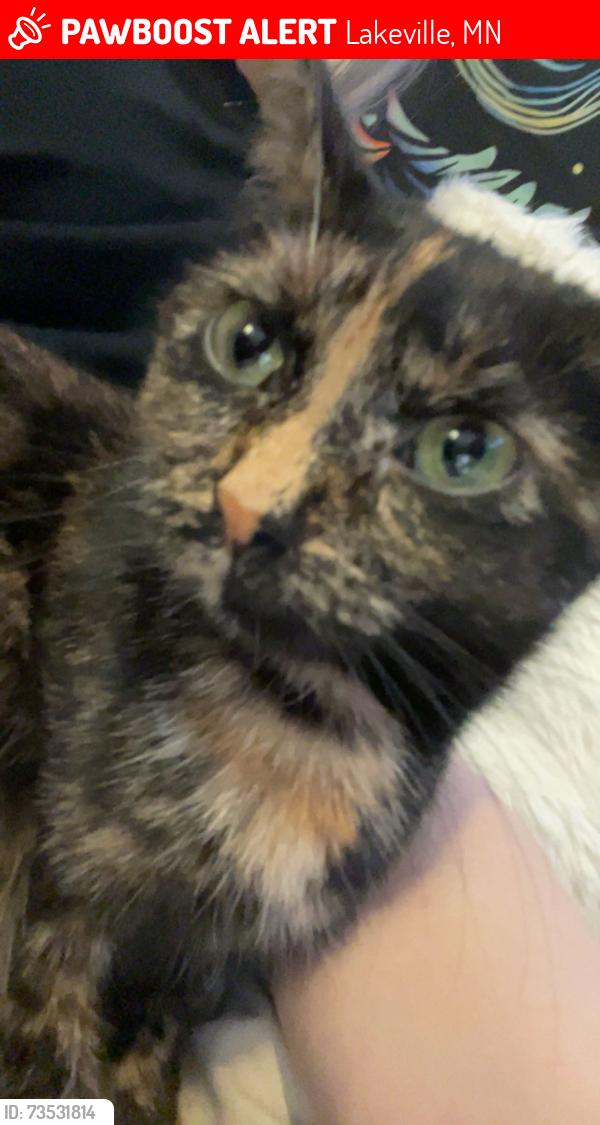 Lost Female Cat last seen 210th and Italy, Lakeville, MN 55044