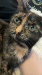 Lost Female Cat last seen 210th and Italy, Lakeville, MN 55044