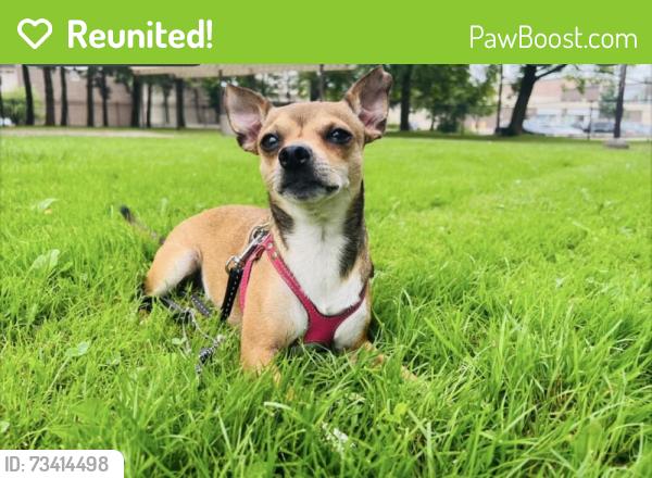 Reunited Male Dog last seen Toronto, Toronto, ON 