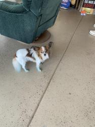 Reunited Unknown Dog last seen Windsong 15th street between Post and Westminster, Midwest City, OK 73130