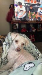 Lost Male Dog last seen Near New Zion Hill Rd SE, Dalton, GA 30721