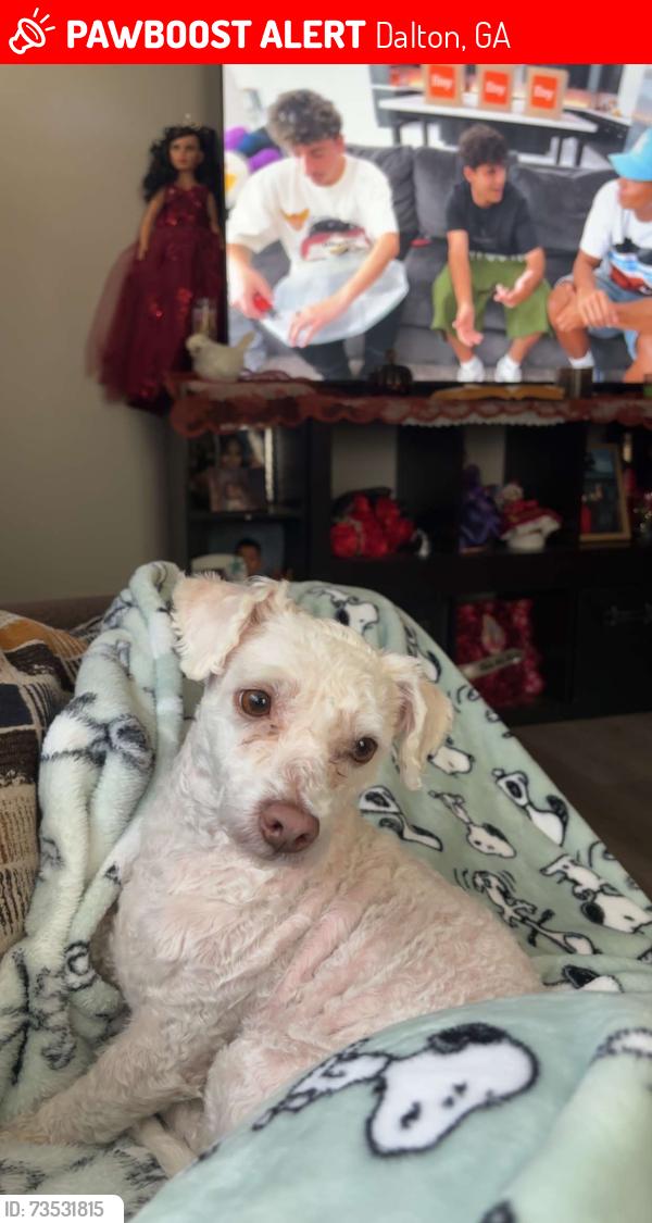 Lost Male Dog last seen Near New Zion Hill Rd SE, Dalton, GA 30721