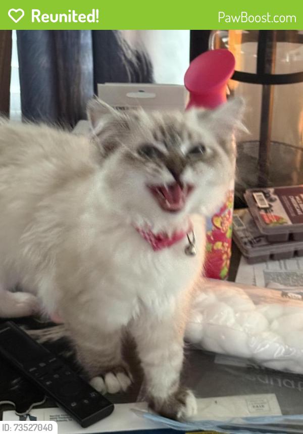 Reunited Female Cat last seen Pleasant St.and state street, Indianapolis, IN 46203